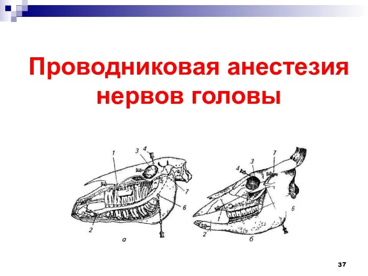 Проводниковая анестезия нервов головы