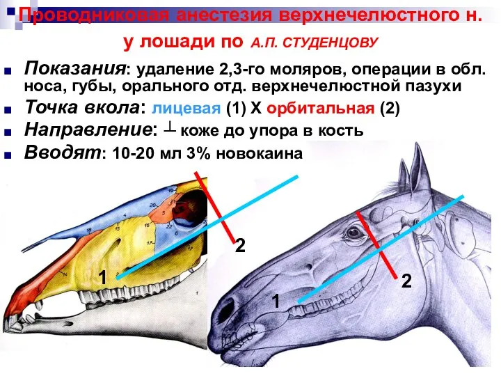 Проводниковая анестезия верхнечелюстного н. у лошади по А.П. СТУДЕНЦОВУ 2 2 1