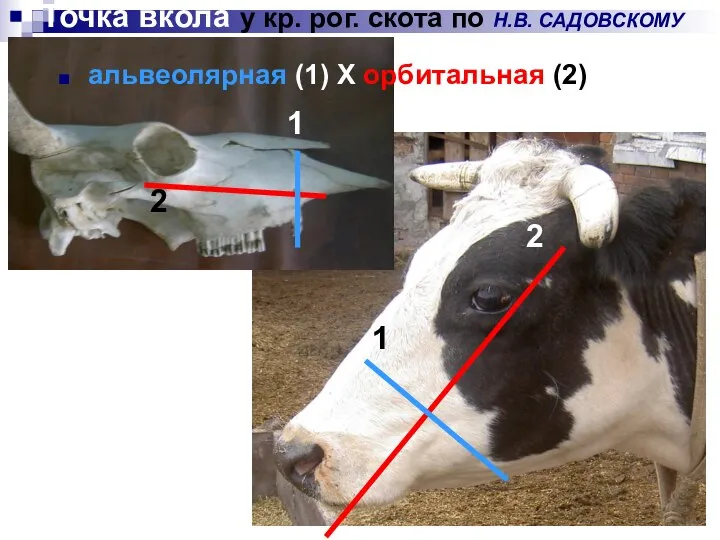 Точка вкола у кр. рог. скота по Н.В. САДОВСКОМУ 2 1 альвеолярная