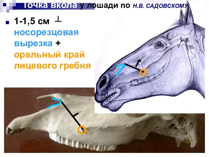 1-1,5 см ┴ носорезцовая вырезка + оральный край лицевого гребня Точка вкола