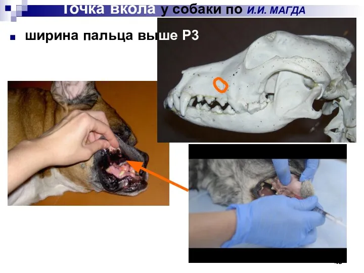 Точка вкола у собаки по И.И. МАГДА ширина пальца выше P3