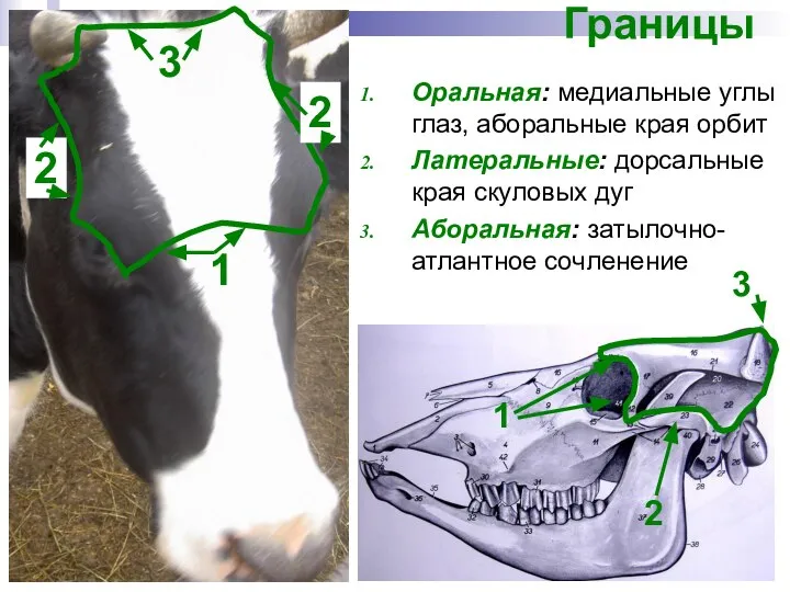 Границы Оральная: медиальные углы глаз, аборальные края орбит Латеральные: дорсальные края скуловых