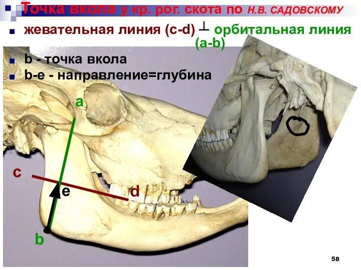 жевательная линия (c-d) ┴ орбитальная линия (a-b) b - точка вкола b-e