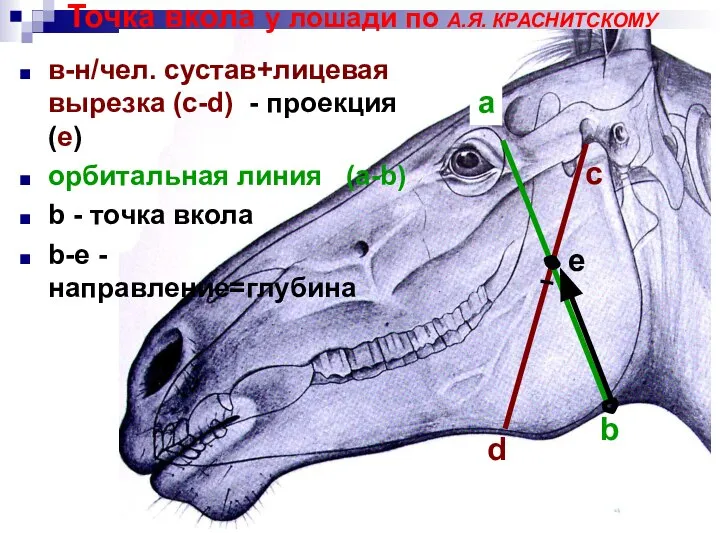 Точка вкола у лошади по А.Я. КРАСНИТСКОМУ в-н/чел. сустав+лицевая вырезка (c-d) -