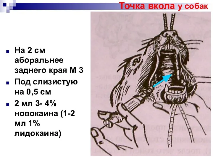 Точка вкола у собак На 2 см аборальнее заднего края М 3