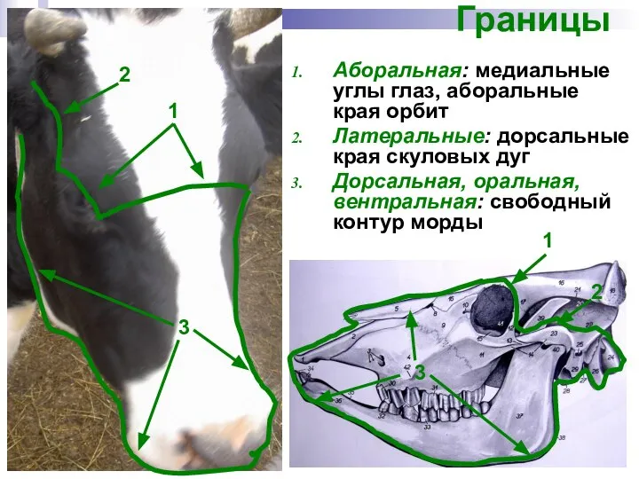 Границы Аборальная: медиальные углы глаз, аборальные края орбит Латеральные: дорсальные края скуловых