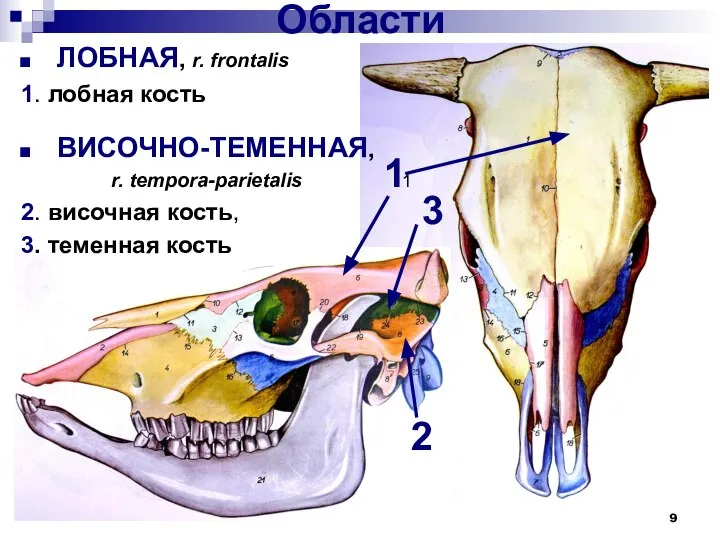 ЛОБНАЯ, r. frontalis 1. лобная кость ВИСОЧНО-ТЕМЕННАЯ, r. tempora-parietalis 2. височная кость,