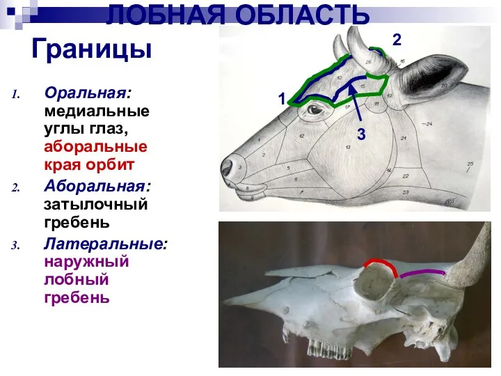 ЛОБНАЯ ОБЛАСТЬ Границы Оральная: медиальные углы глаз, аборальные края орбит Аборальная: затылочный