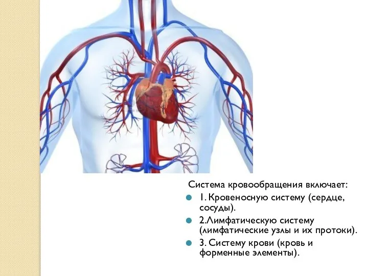 Система кровообращения включает: 1. Кровеносную систему (сердце, сосуды). 2.Лимфатическую систему (лимфатические узлы