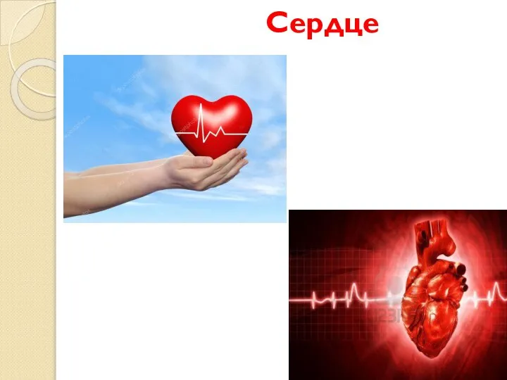 Сердце