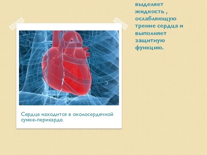 Перикард выделяет жидкость , ослабляющую трение сердца и выполняет защитную функцию. Сердце находится в околосердечной сумке-перикарде.