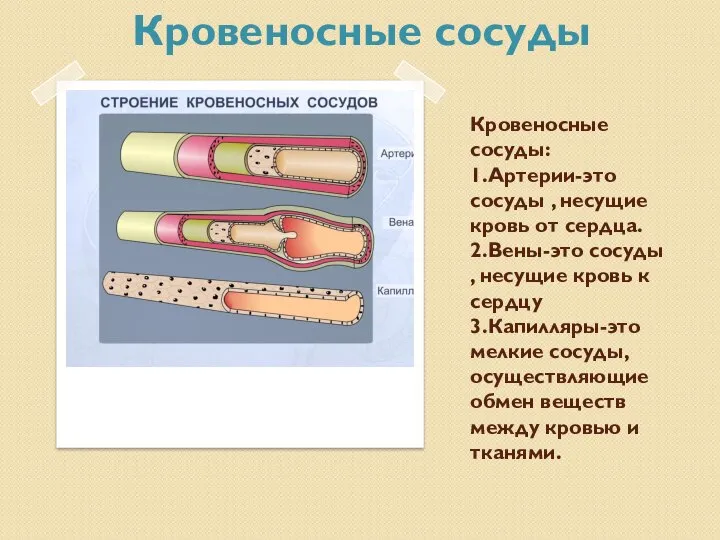 Кровеносные сосуды: 1.Артерии-это сосуды , несущие кровь от сердца. 2.Вены-это сосуды ,