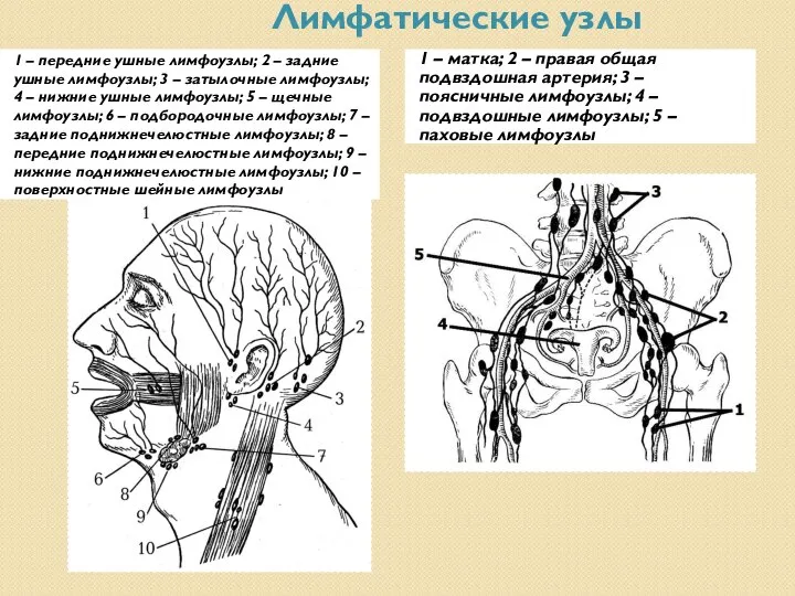 Лимфатические узлы 1 – передние ушные лимфоузлы; 2 – задние ушные лимфоузлы;