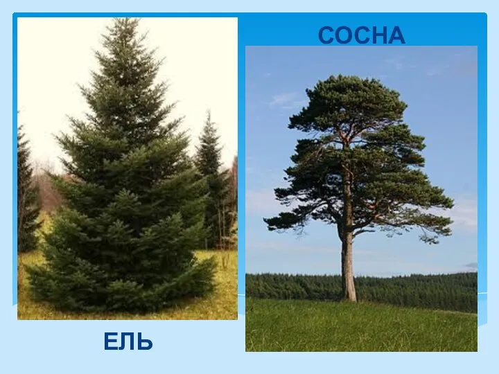 ЕЛЬ СОСНА