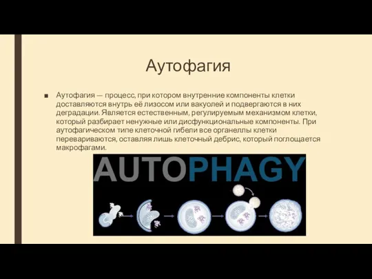 Аутофагия Аутофагия — процесс, при котором внутренние компоненты клетки доставляются внутрь её