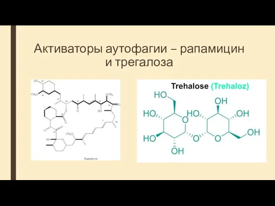 Активаторы аутофагии – рапамицин и трегалоза