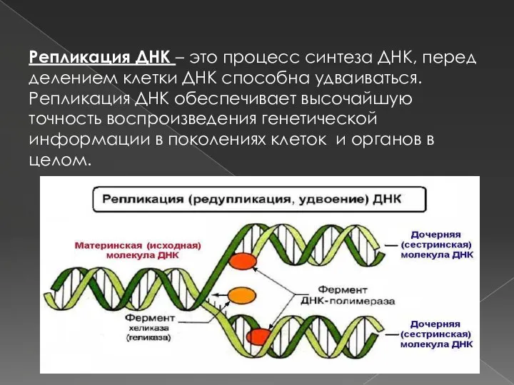 Репликация ДНК – это процесс синтеза ДНК, перед делением клетки ДНК способна