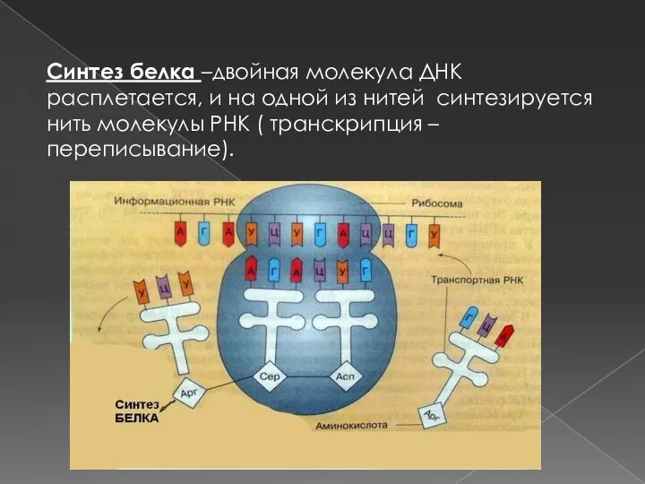 Синтез белка –двойная молекула ДНК расплетается, и на одной из нитей синтезируется