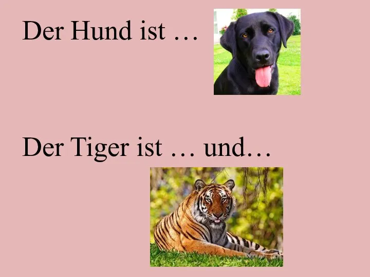 Der Hund ist … Der Tiger ist … und…