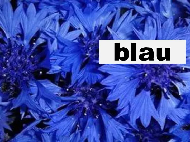 blau