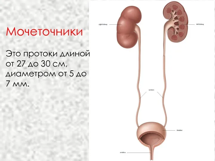 Мочеточники Это протоки длиной от 27 до 30 см, диаметром от 5 до 7 мм.