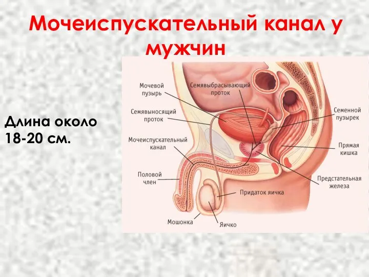 Мочеиспускательный канал у мужчин Длина около 18-20 см.