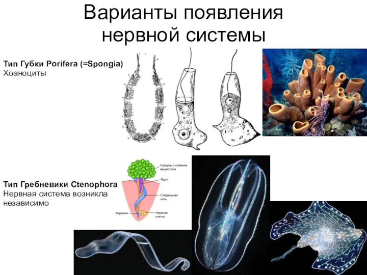 Тип Губки Porifera (=Spongia) Хоаноциты Тип Гребневики Ctenophora Нервная система возникла независимо Варианты появления нервной системы