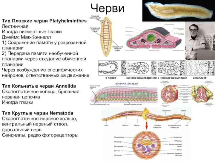 Черви Тип Плоские черви Platyhelminthes Лестничная Иногда пигментные глазки Джеймс Мак-Коннелл 1)