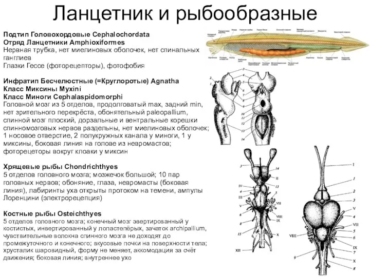 Ланцетник и рыбообразные Подтип Головохордовые Cephalochordata Отряд Ланцетники Amphioxiformes Нервная трубка, нет