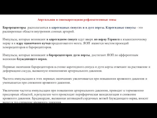 Аортальная и синокаротидная рефлексогенные зоны Барорецепторы располагаются в каротидных синусах и в