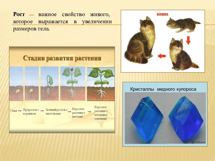 Рост — важное свойство живого, которое выражается в увеличении размеров тела.