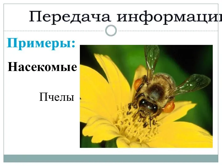 Передача информации Примеры: Насекомые Пчелы