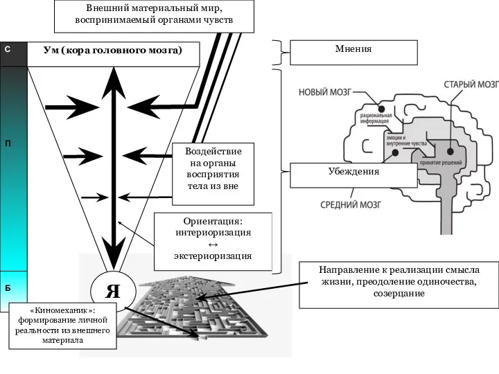 Я С П Б Ум (кора головного мозга) Воздействие на органы восприятия