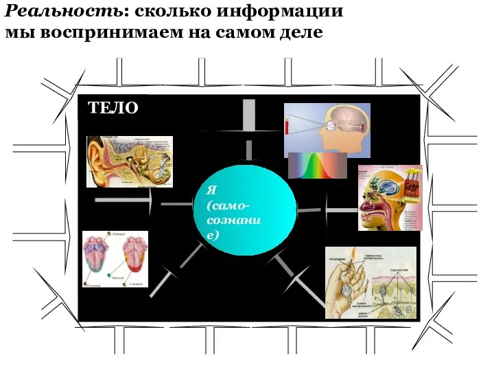 ТЕЛО Я (само- сознание) Реальность: сколько информации мы воспринимаем на самом деле