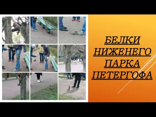 БЕЛКИ НИЖЕНЕГО ПАРКА ПЕТЕРГОФА