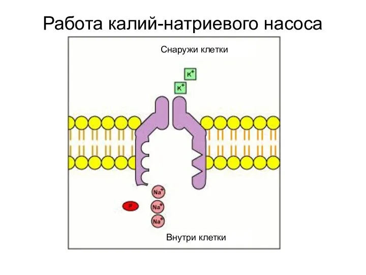 Работа калий-натриевого насоса Снаружи клетки Внутри клетки