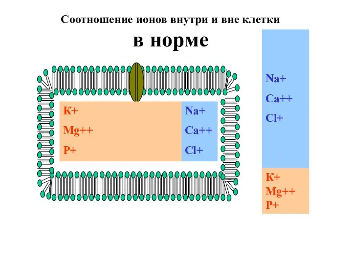 К+ Mg++ P+ Na+ Ca++ Cl+ Соотношение ионов внутри и вне клетки