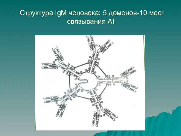 Структура IgM человека: 5 доменов-10 мест связывания АГ.