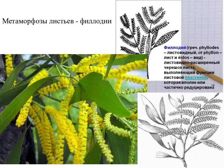 Метаморфозы листьев - филлодии