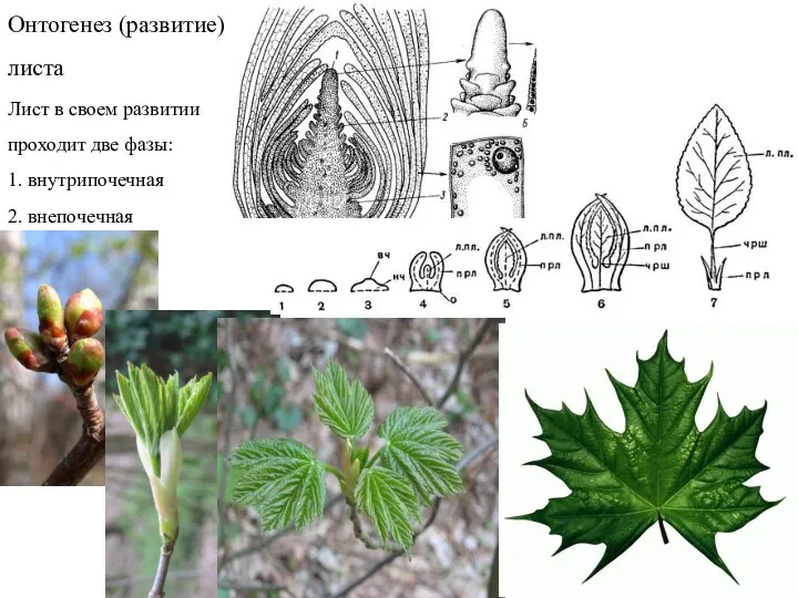 Онтогенез (развитие) листа Лист в своем развитии проходит две фазы: 1. внутрипочечная 2. внепочечная