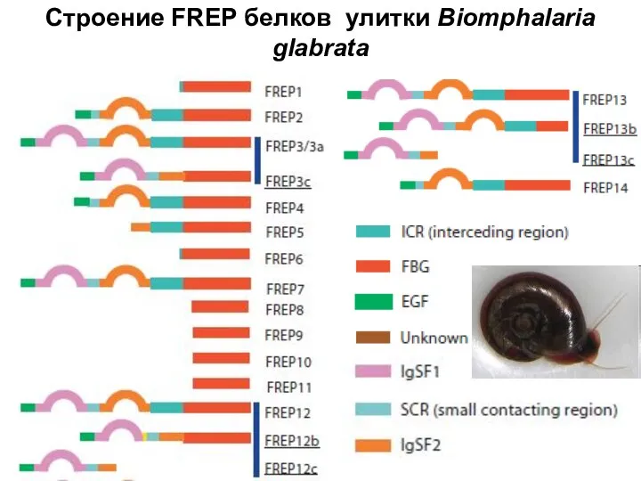 Строение FREP белков улитки Biomphalaria glabrata