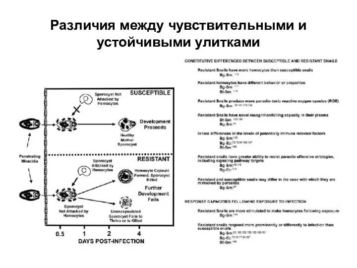 Различия между чувствительными и устойчивыми улитками