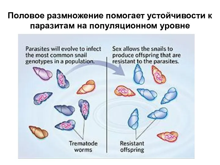 Половое размножение помогает устойчивости к паразитам на популяционном уровне