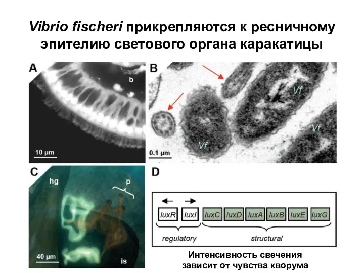 Vibrio fischeri прикрепляются к ресничному эпителию светового органа каракатицы Интенсивность свечения зависит от чувства кворума
