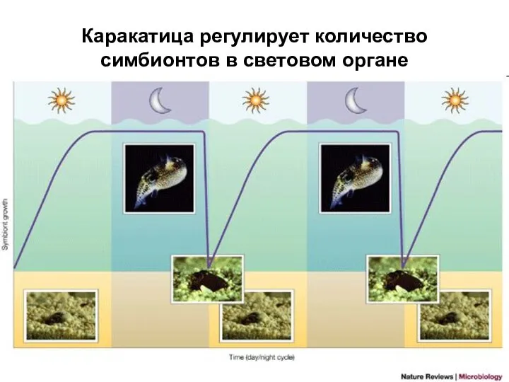 Каракатица регулирует количество симбионтов в световом органе
