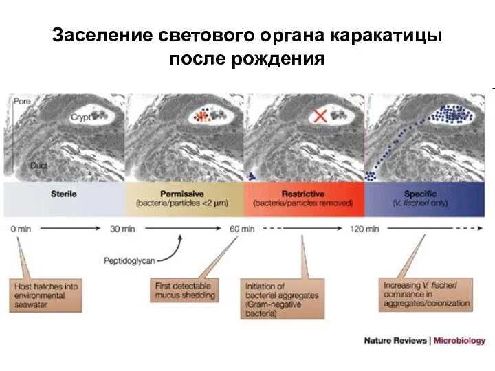 Заселение светового органа каракатицы после рождения