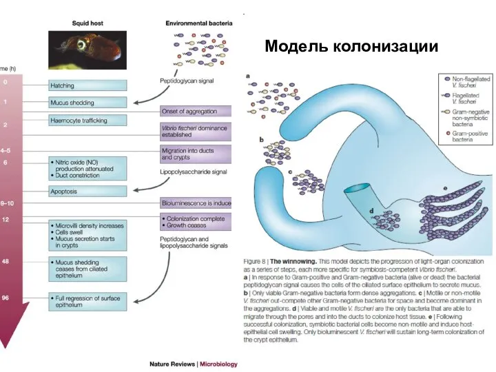 Модель колонизации