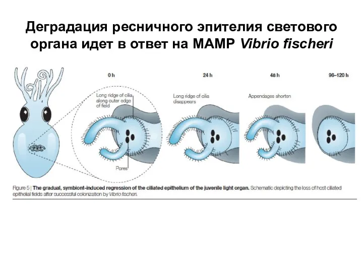 Деградация ресничного эпителия светового органа идет в ответ на MAMP Vibrio fischeri