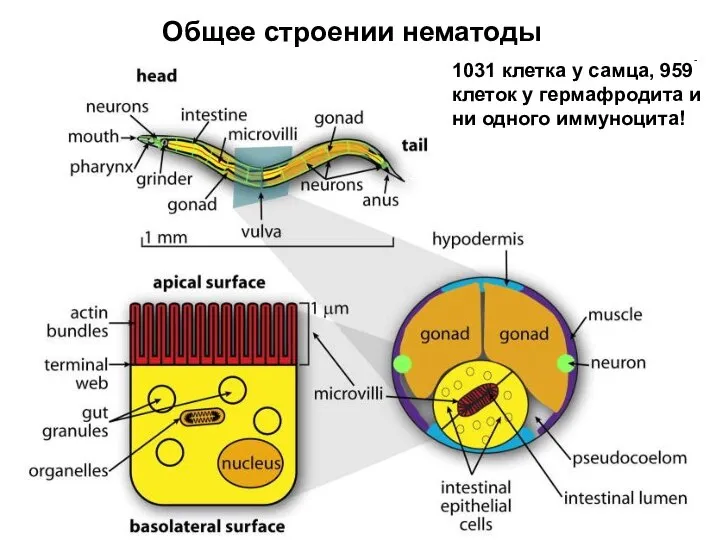 Общее строении нематоды 1031 клетка у самца, 959 клеток у гермафродита и ни одного иммуноцита!