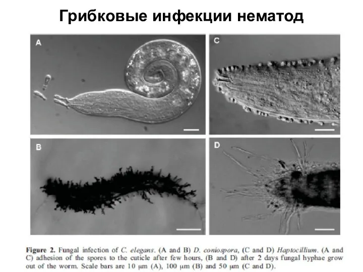 Грибковые инфекции нематод